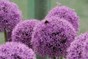 Allium Gladiator - BIO