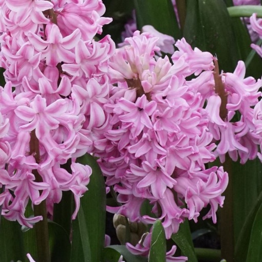 [A4007-5] Hyacinthus Fondant - BIO (5 bulbes)