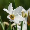 Narcis Recurvus - BIO