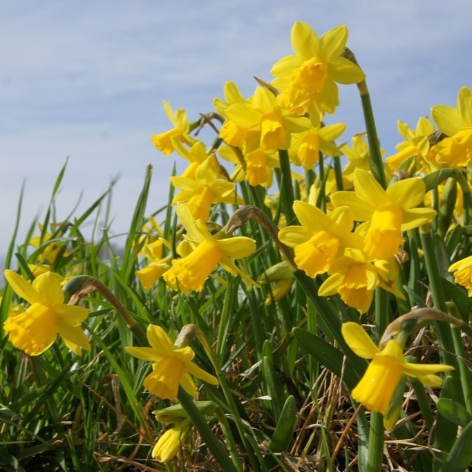 Narcis Tete-a-Tete - BIO