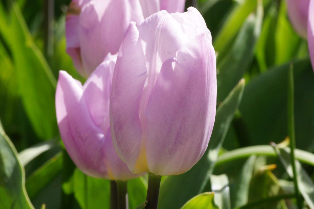 Tulipa Candy Prince - BIO