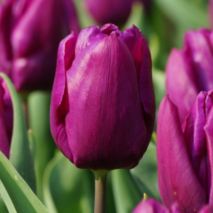 Tulipa Purple Prince - BIO