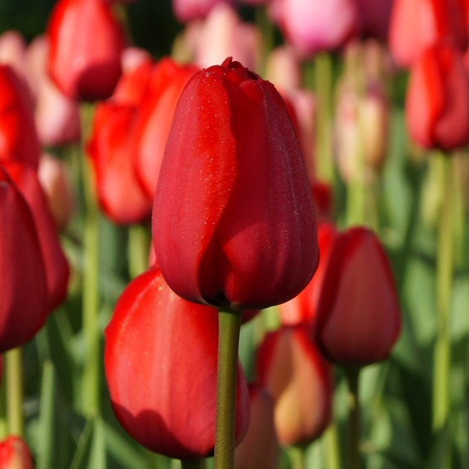 Tulipa Red Impression - BIO