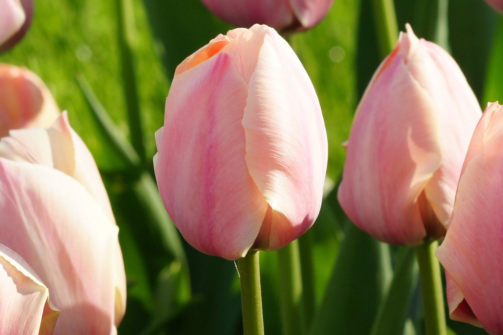 Tulipa Salmon van Eijk - BIO