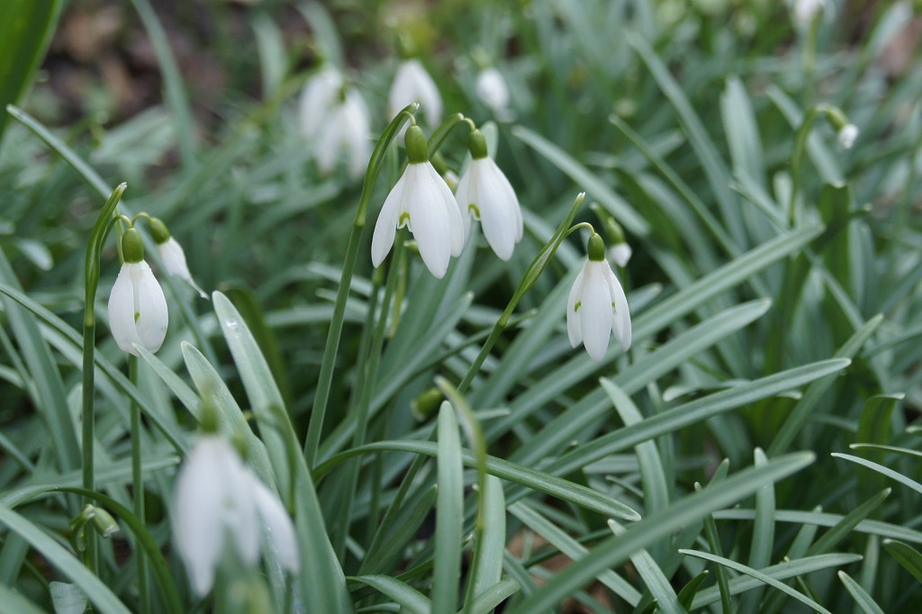 Sneeuwklokjes (Galanthus Nivalis) BIO