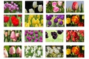 Najaarsverkoop TULPEN 36 pk - BIO