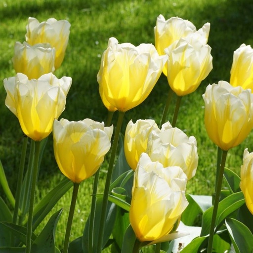 [A1129-7] Tulipa Sweetheart - BIO (7 bulbes)