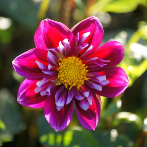 [B1023-1] Dahlia Fantastico - BIO (1 lökar)