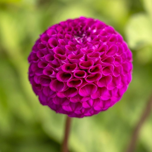 [B1030-1] Dahlia Rocco - BIO (1 bulb)