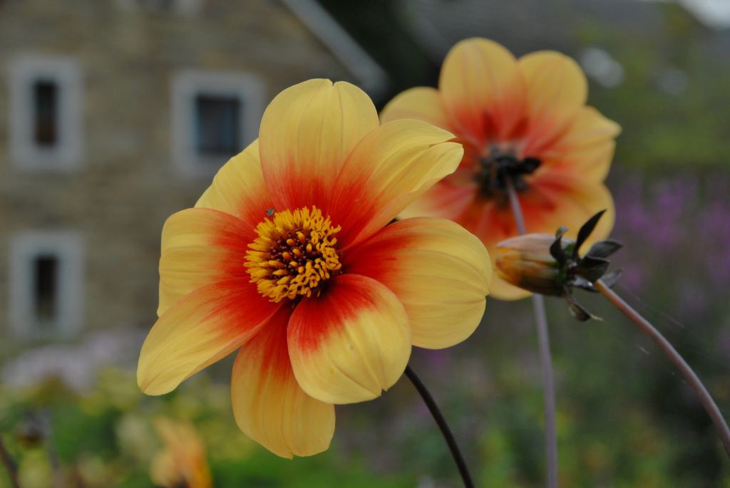 Dahlia Sunshine - BIO