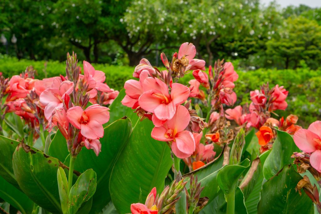 Canna Roze - BIO