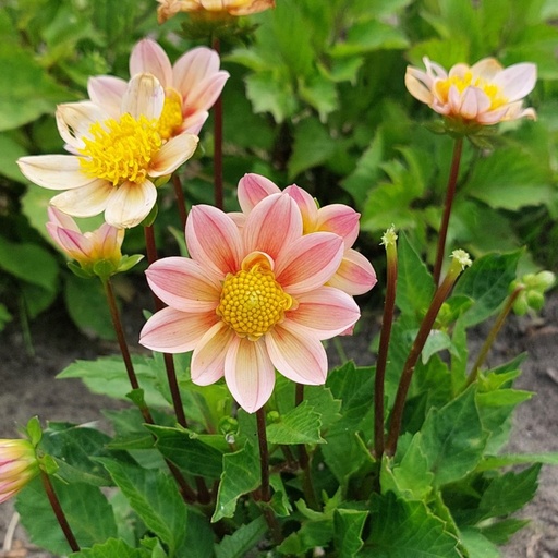 [B1043-1] Dahlia Topmix Apricot - BIO (1 Zwiebel)