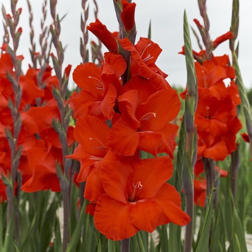 [B2012-7] Gladiolus Dador de Pan - BIO (7 Zwiebeln)