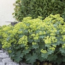 Alchemilla Mollis - BIO