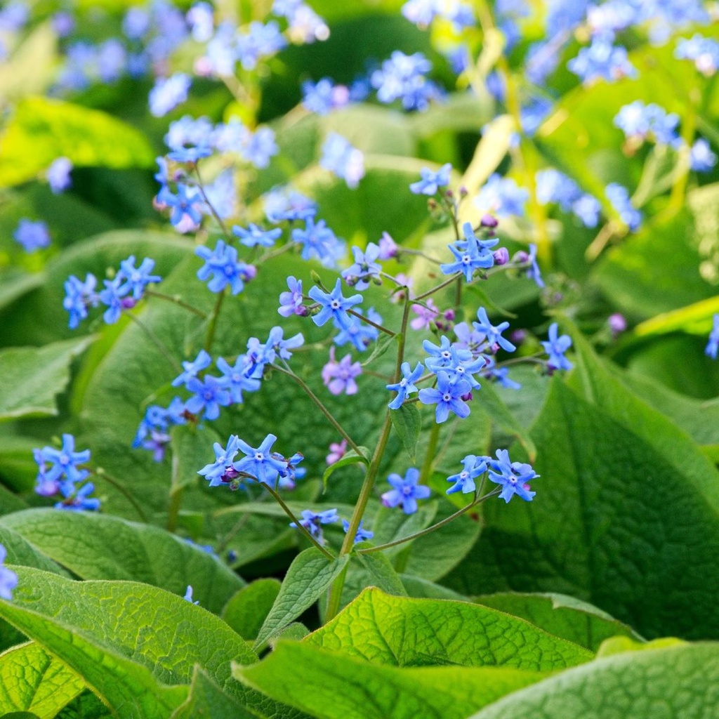 Brunnera Alexanders Great - BIO