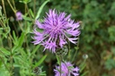 Centaurea Scabiosa - BIO