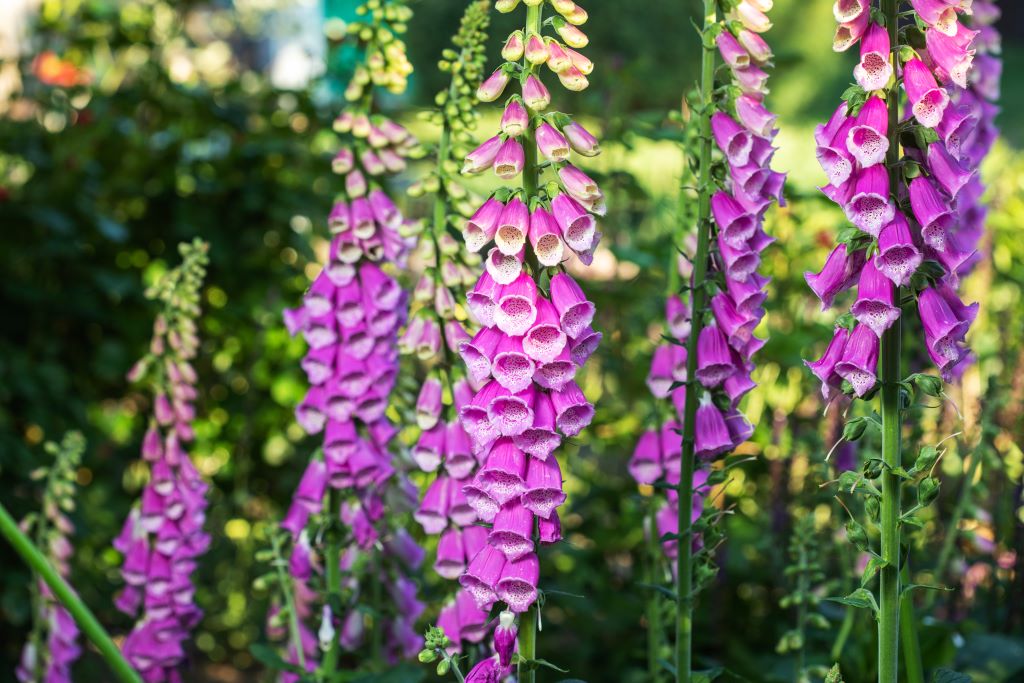 Digitalis Purpurea - BIO