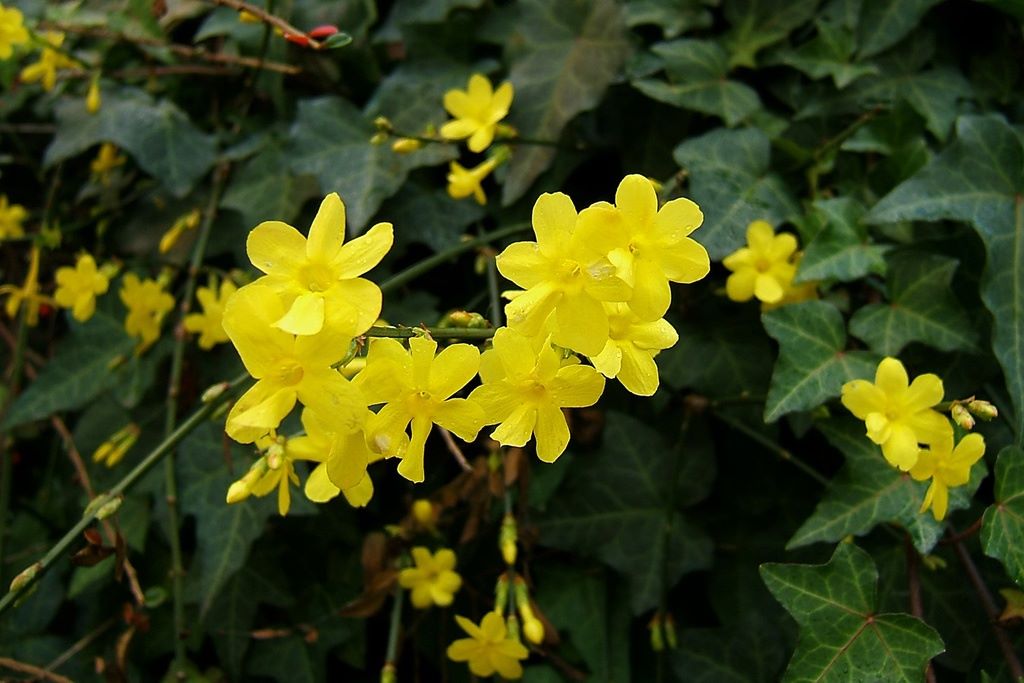 Jasminum Nudiflorum - BIO