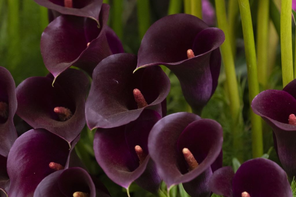 Calla Zwart-Paars - BIO