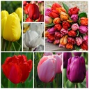 Tulipa Mix - BIO 