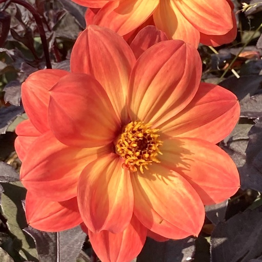 [B1049-1] Dahlia Dreamy Sunset -tm- - BIO (1 lökar)