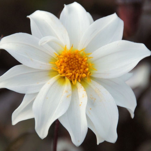 [B1050-1] Dahlia Little Swan -tm- - BIO (1 bulb)