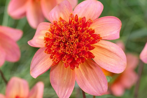 [B1051-1] Dahlia Totally Tangerine - BIO (1 Zwiebel)