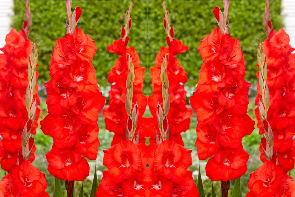 Gladiolus Bunga - BIO