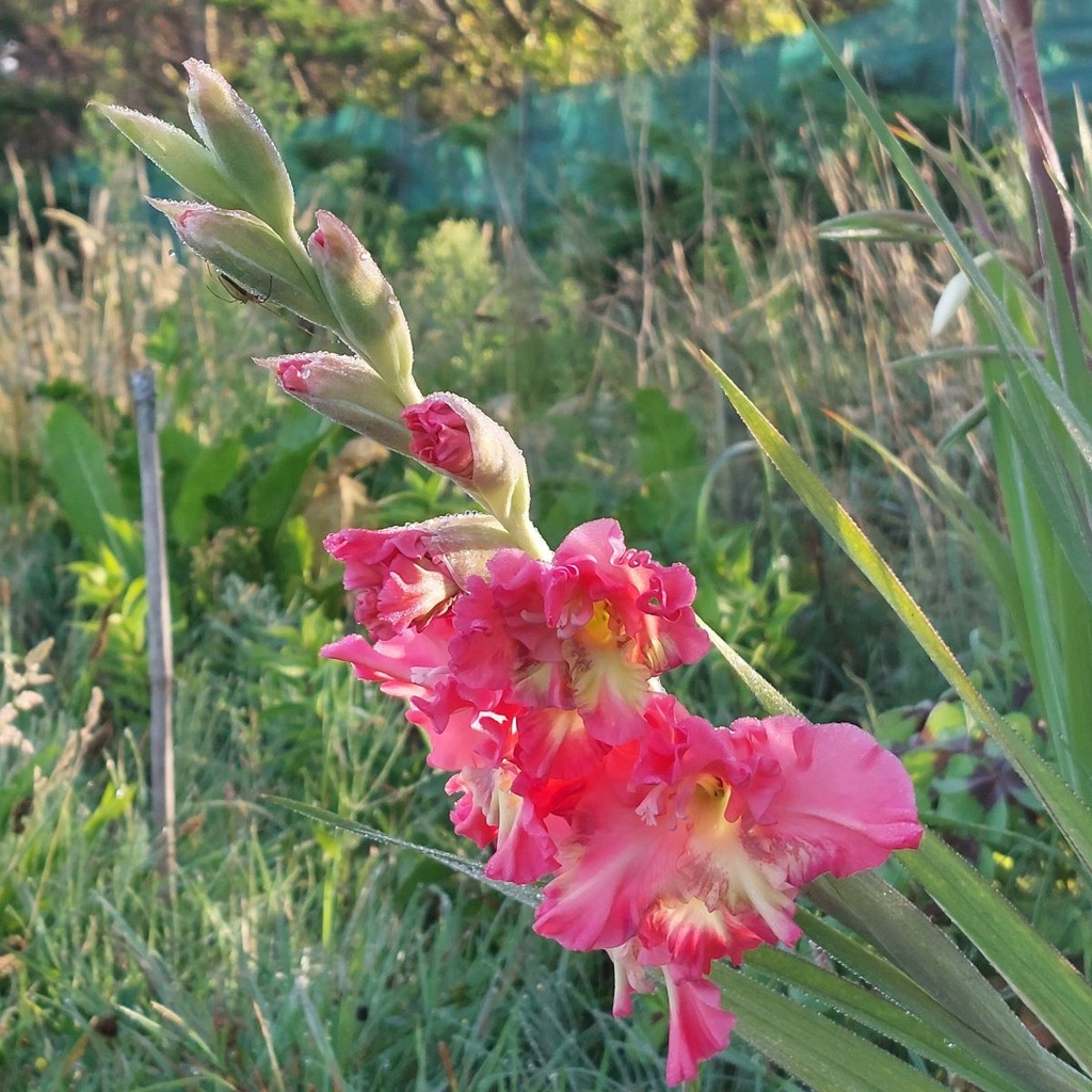 Gladiolus Mango Muse - BIO