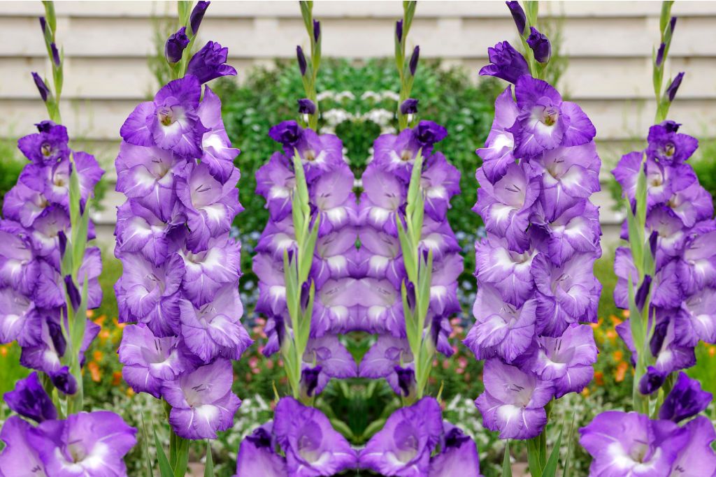 Gladiolus Nori - BIO