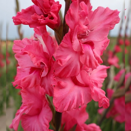 [B2019-7] Gladiolus Kingston Ruffle - BIO (7 lökar)