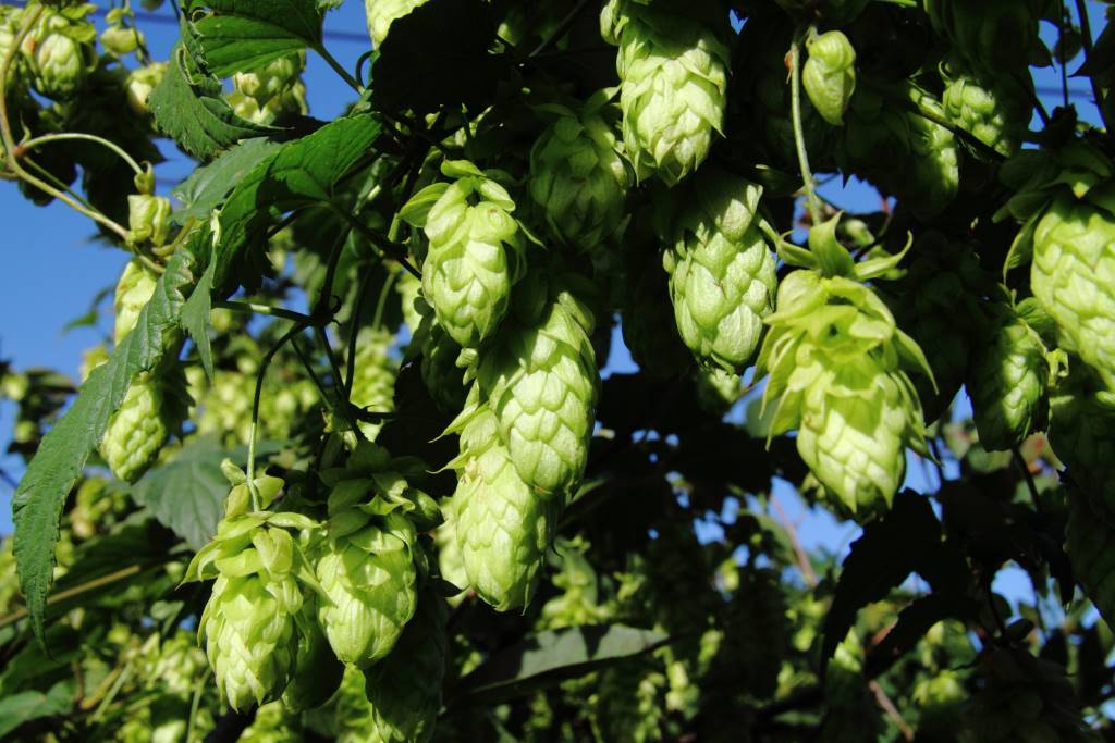 Humulus Lupulus - BIO