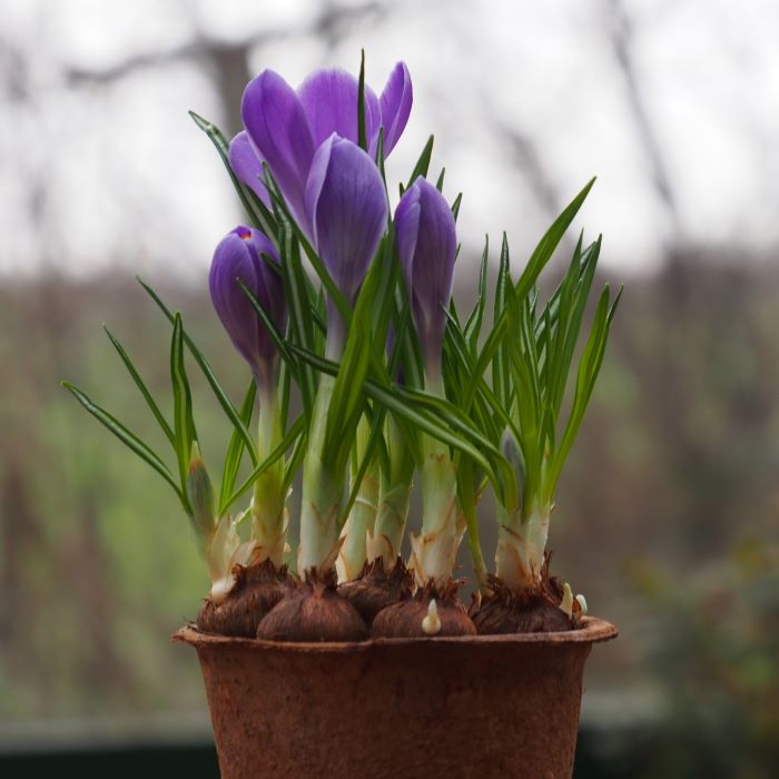 Paarse Krokus op Pot - BIO