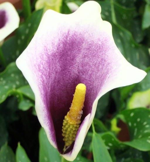 Calla Wit Paars - BIO