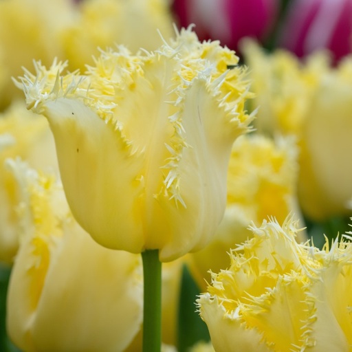 [A1138-7] Tulipa Rebellious Yellow - BIO (7 bulbes)