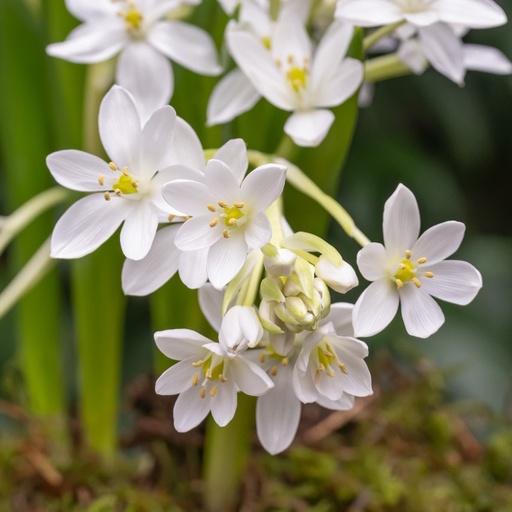 [A9067-10] Ornithogalum White Trophy - BIO (10 bollen)