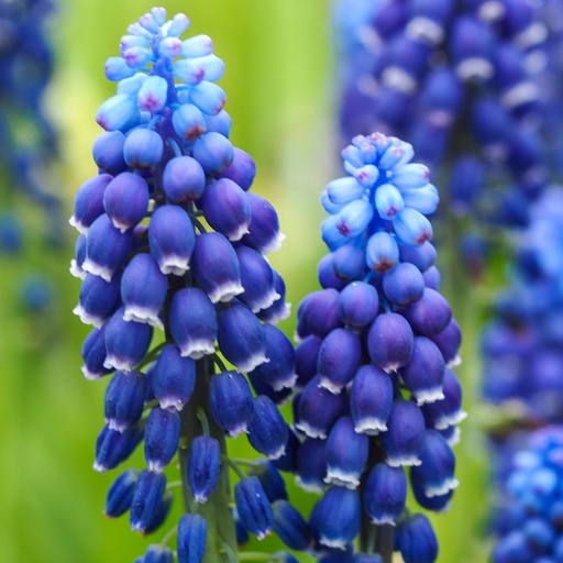 [A9070-10] Muscari Joyce Spirit - BIO (10 bollen)