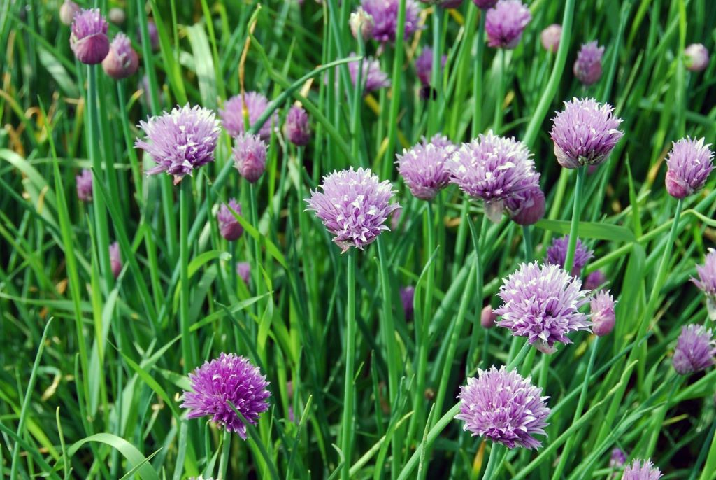 Allium schoenoprasum - BIO