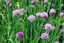 Allium schoenoprasum- BIO