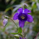 Aquilegia Vulgaris - BIO