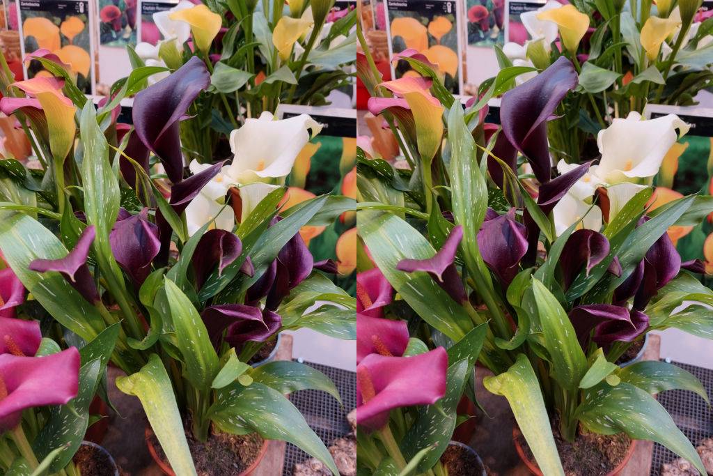 Calla Mix - BIO