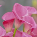 Calla Roze - BIO