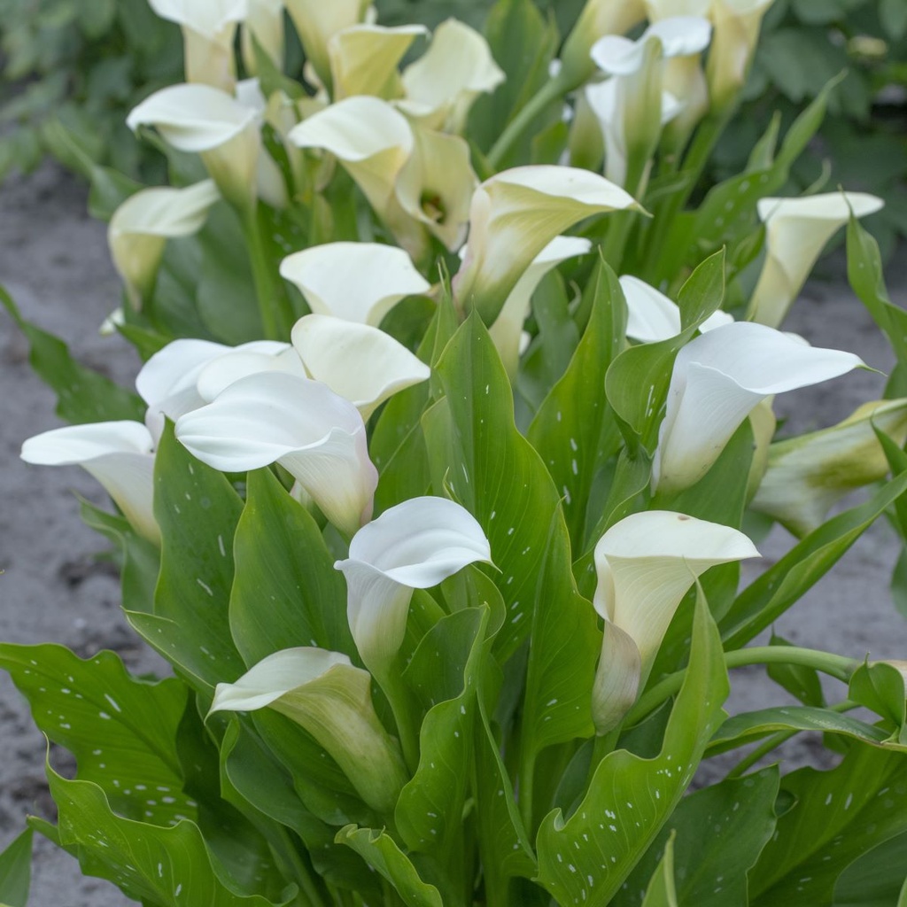 Calla Wit - BIO