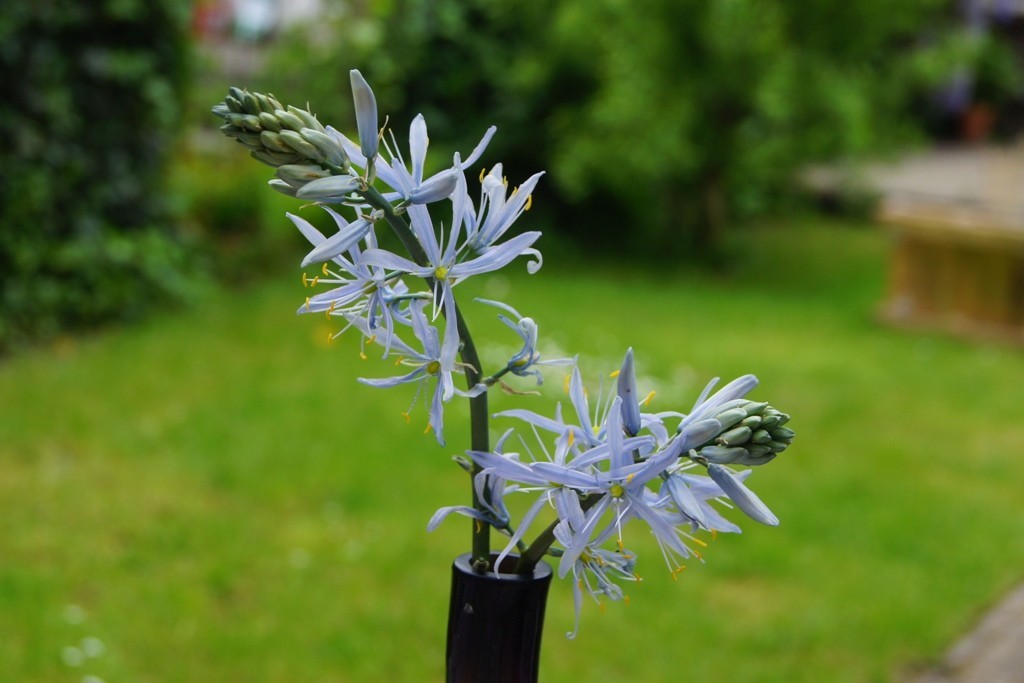 Camassia Cusickii