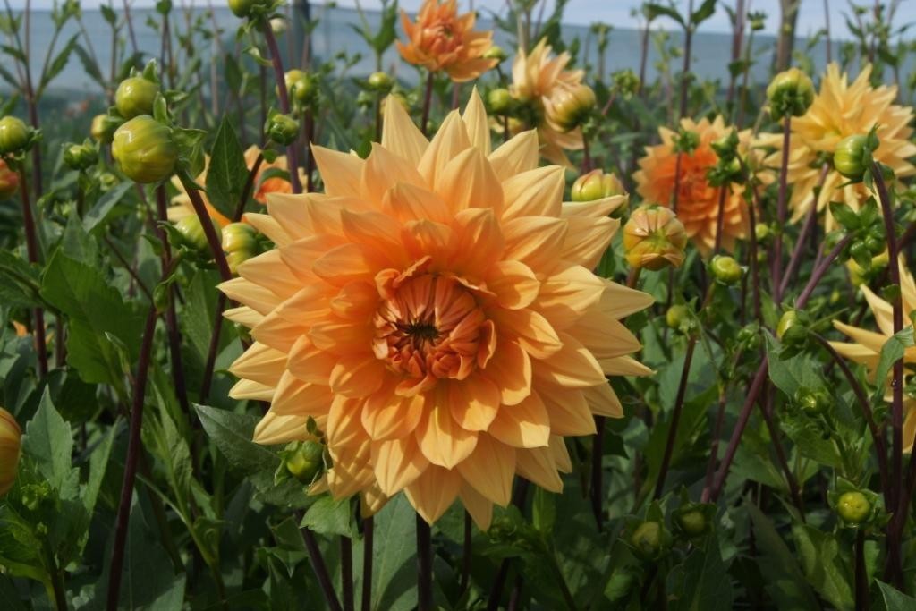 Dahlia Glorie van Noordwijk - BIO