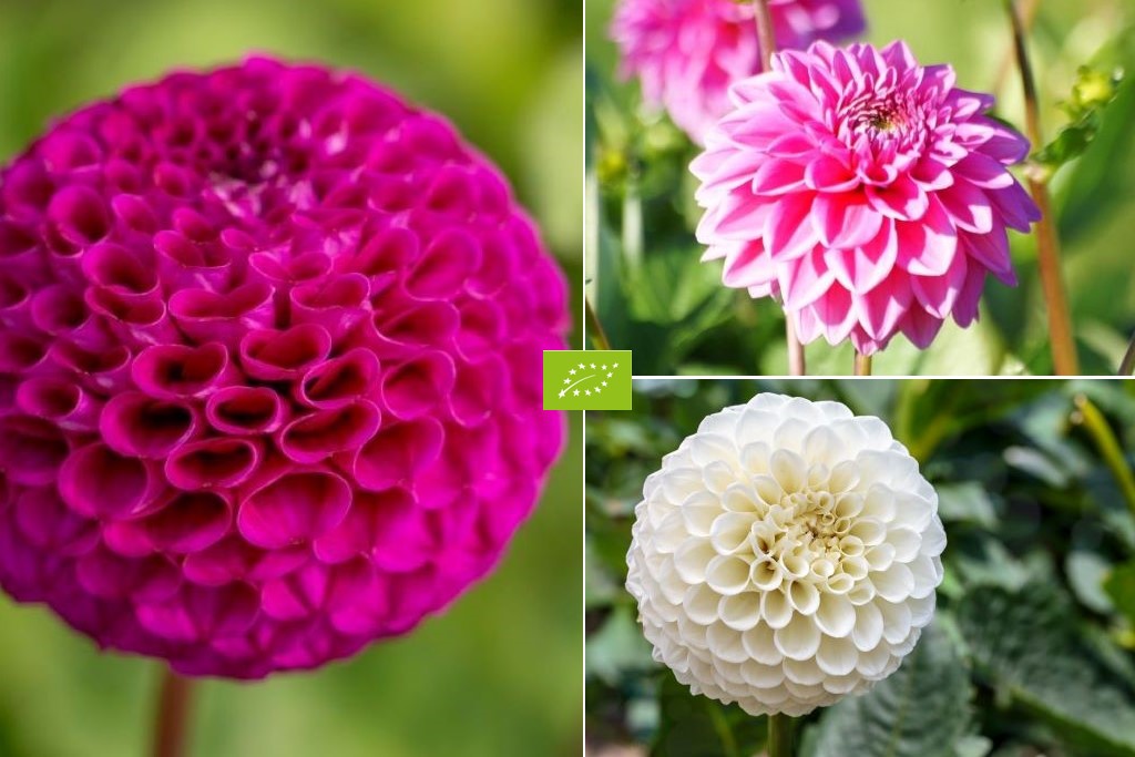 Dahlia Mix Pompon - BIO