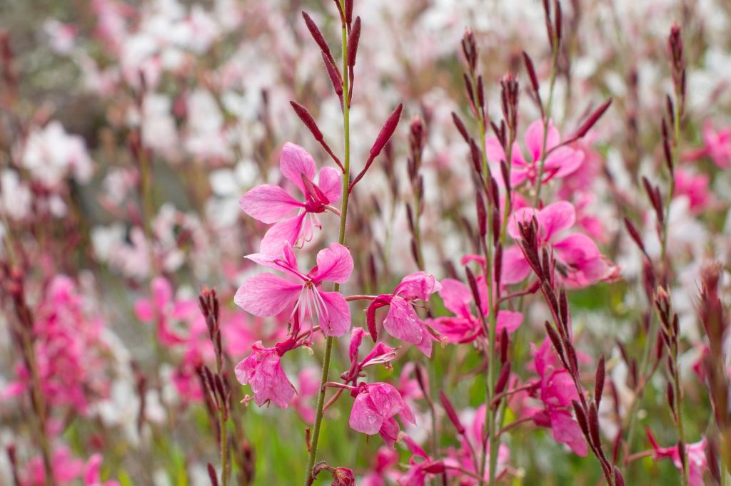 Gaura Gambit Rose - BIO