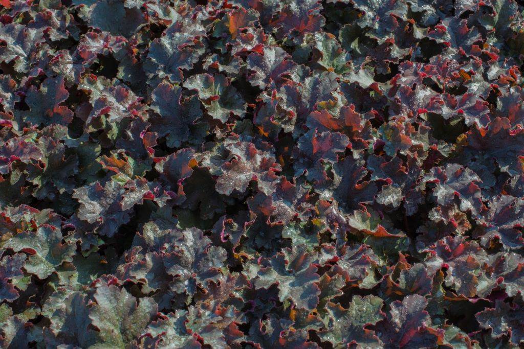 Heuchera Chocolate Ruffles - BIO