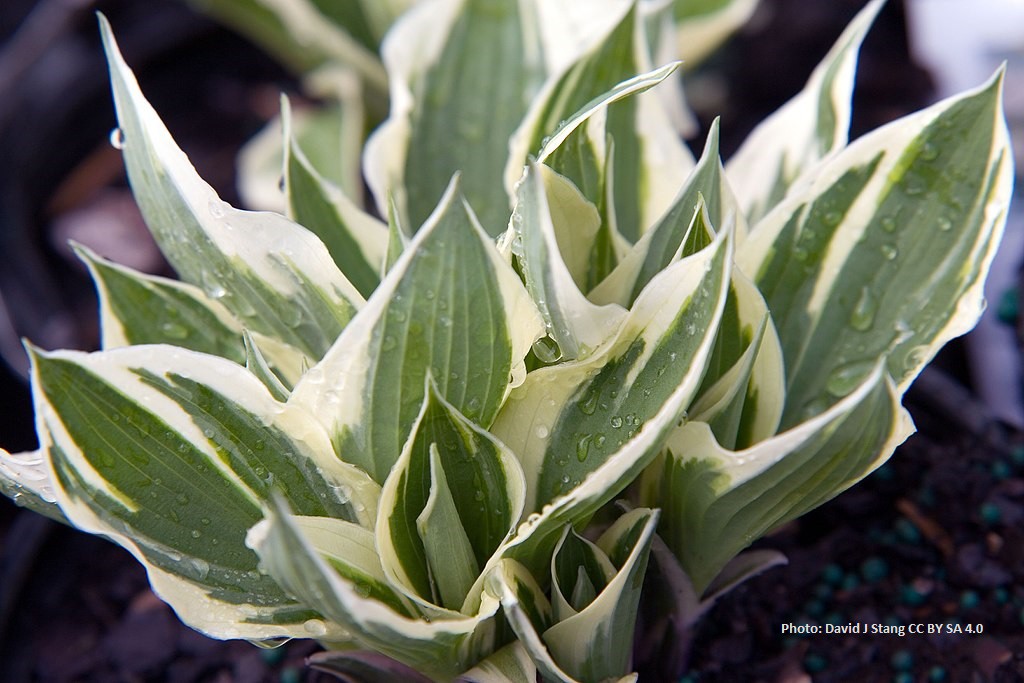 Hosta Patriot - BIO