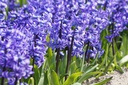 Hyacinthus Blue Star - BIO